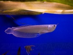 arowana