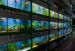 akvaristika